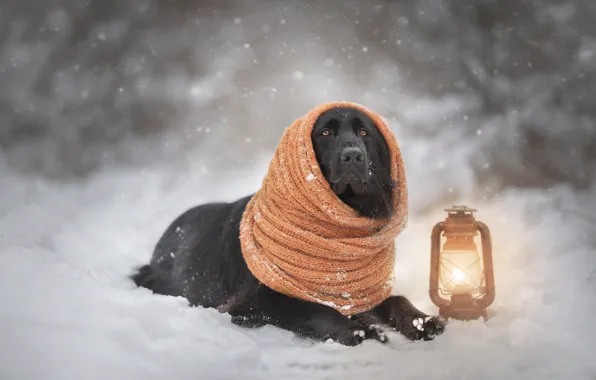 Winter, look, face, snow, nature, dog, scarf, lantern