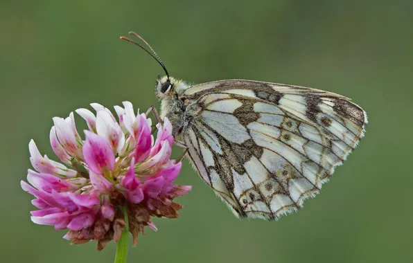 Flower, butterfly, butterfly