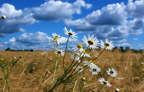 Wallpaper field, summer, the sky, clouds, flowers, blue, chamomile, spikelets