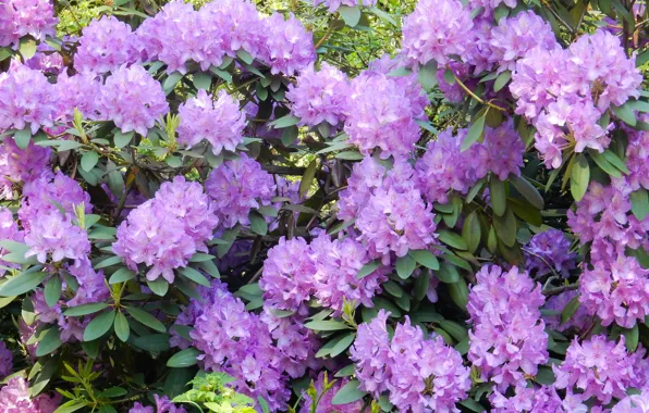 Summer, flowers, Bush, widescreen, beautiful, background, фон background, the Wallpapers