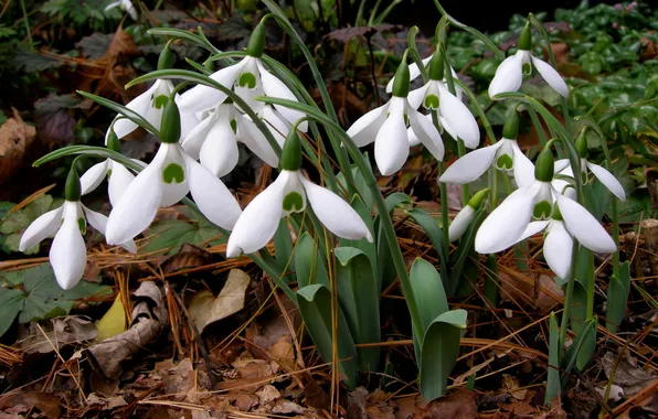 Flowers, nature, stems, foliage, spring, petals, snowdrops, white