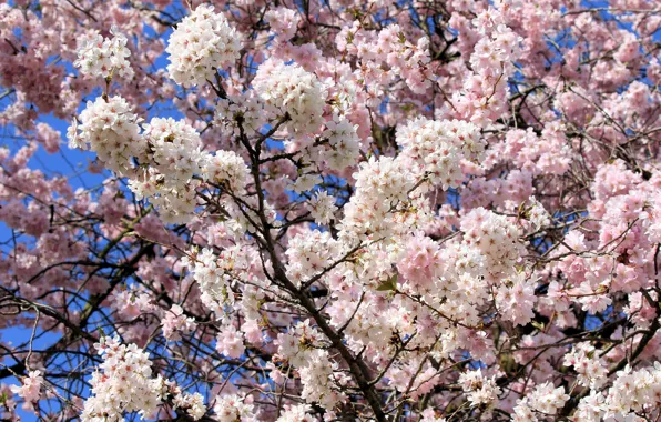 Light, trees, flowers, branches, cherry, blue, spring, Sakura