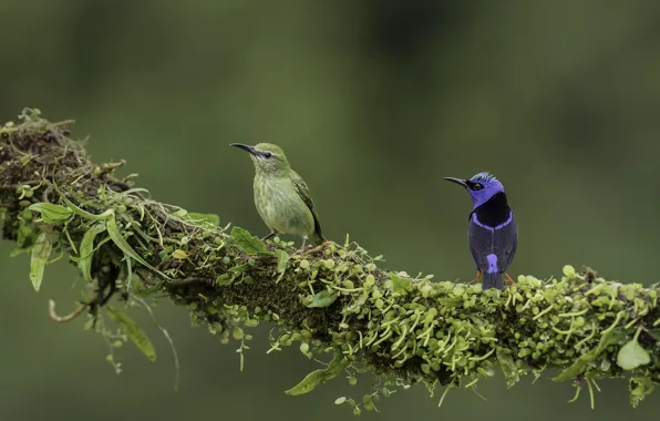 Leaves, Birds, Branch, Moss