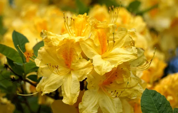 Picture macro, flowers, yellow, Azalea, rhododendrons