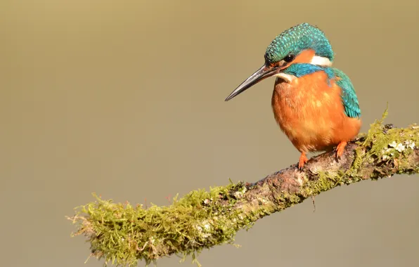 Background, bird, beak, Kingfisher