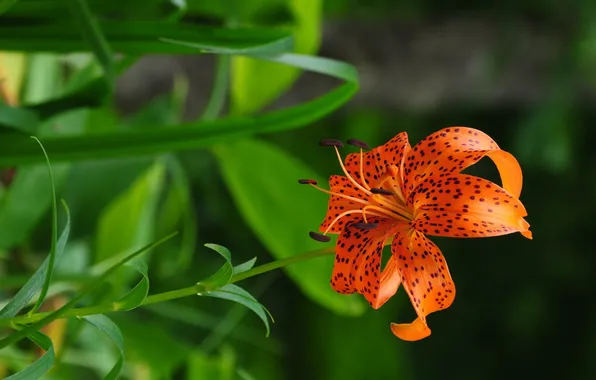 Picture flower, leaves, Lily
