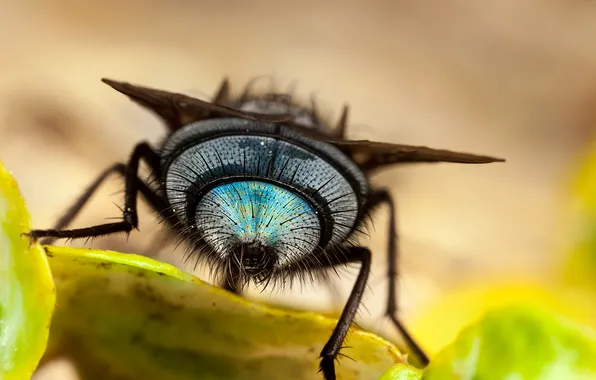 Picture leaves, insect, bokeh