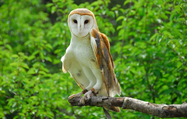 Picture greens, owl, branch, the barn owl