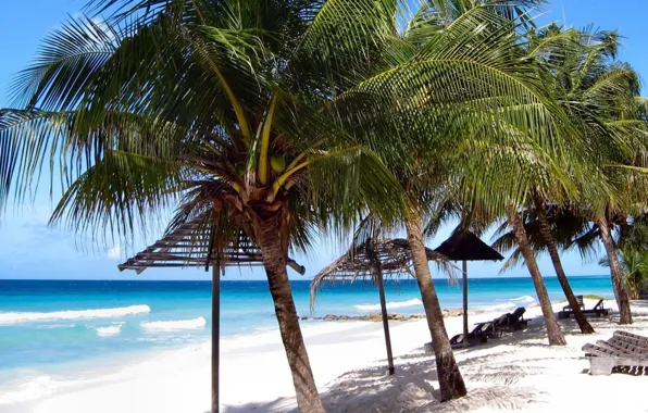 Picture sand, beach, the sky, palm trees, shore, Barbados