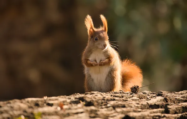 Light, pose, protein, red, log, sitting