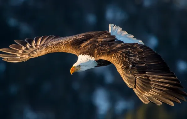 Picture america, animal, wildlife, big bird, Bold eagle