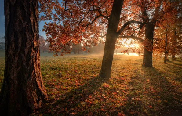 Autumn, the sun, trees, Park, foliage, Andrei