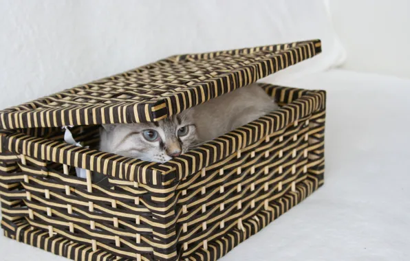 Cat, eyes, look, cats, background, box, Wallpaper, hid