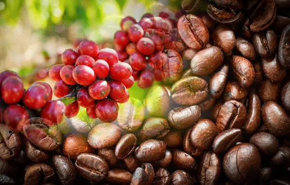 Berries, collage, coffee, branch, fruit, red, coffee beans, bokeh