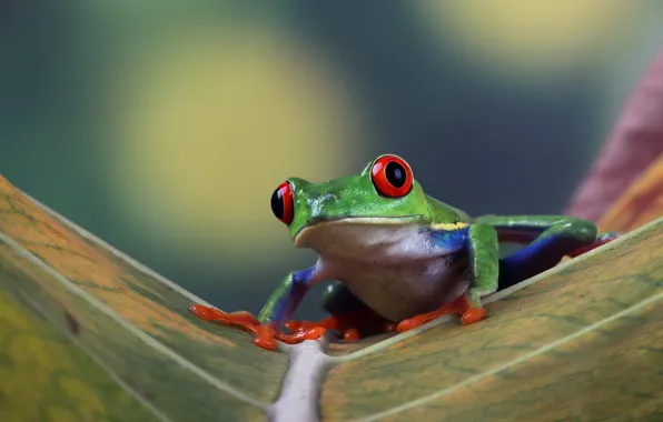 Look, pose, leaf, frog, green, bokeh, wood, red-eyed tree frog