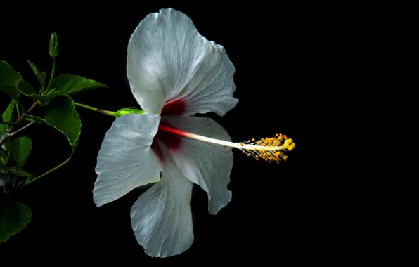 Picture leaves, macro, background, petals, hibiscus