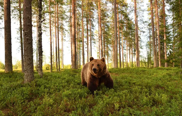 Forest, trees, glade, bear, bear, pine, walk