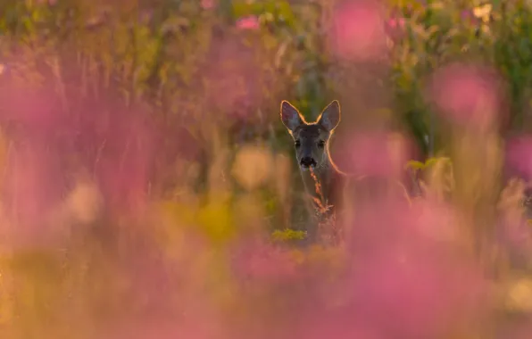 Field, summer, grass, look, face, flowers, nature, pasture