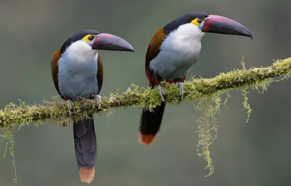 Birds, branch, pair, Toucan, toucans