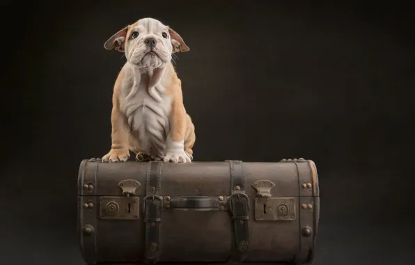 Picture suitcase, background, dog