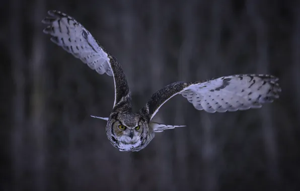 Picture look, flight, background, owl