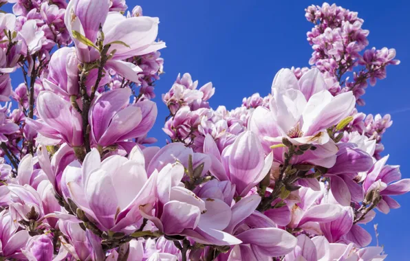 Picture the sky, trees, flowers, branches, blue, blue, background, blue