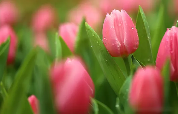 Drops, petals, tulips, buds, flowering