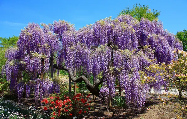 Trees, flowers, garden, Wisteria