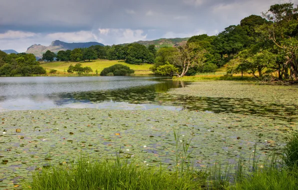 Forest, summer, mountains, lake, pond, hills, shore, pond