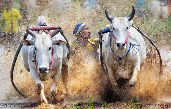 Picture sport, Indonesia, cow race