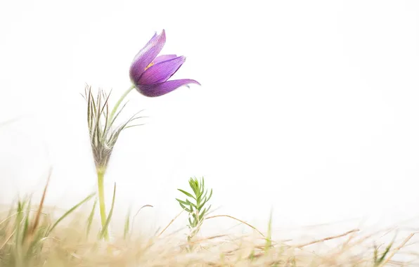 Flower, nature, spring