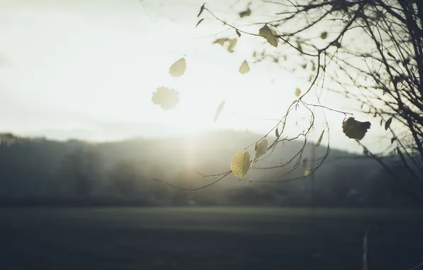 Autumn, leaves, nature