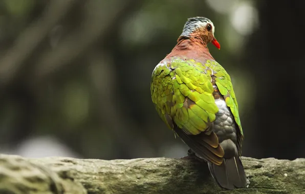 Branches, bird, feathers, beak, tail