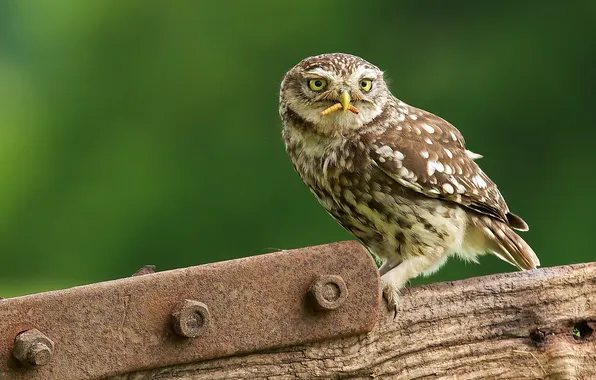 Picture caterpillar, owl, owl