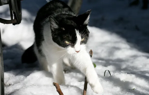 Winter, the sun, snow, b/W cat