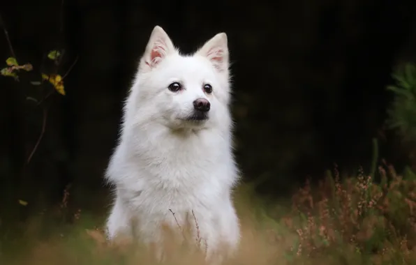 Background, dog, The white Swiss shepherd dog