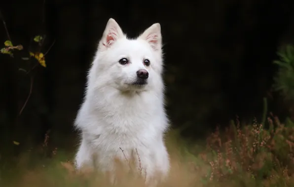 Picture background, dog, The white Swiss shepherd dog