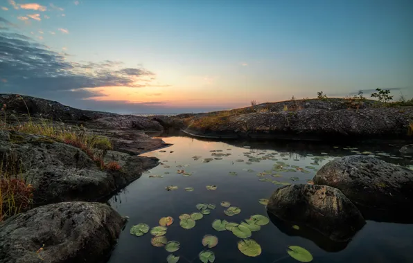 Leaves, shore, pond, water lilies