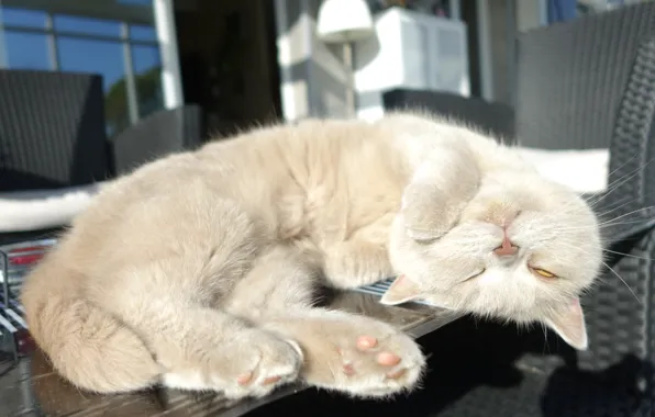 Picture stay, sleep, kitty, on the table, British Shorthair, sleep