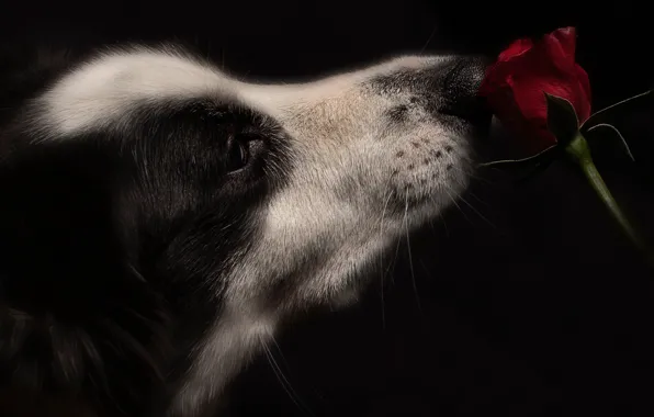 Flower, rose, dog