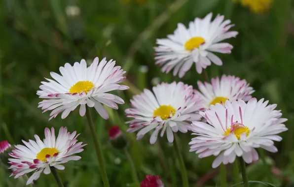 Meadow, blooming, fower