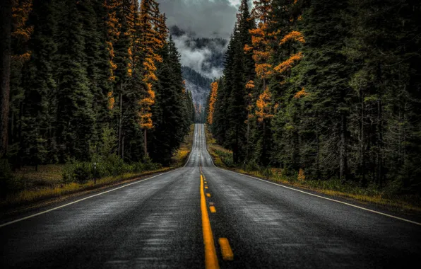 Road, autumn, forest, trees, Washington, Washington State, Highway 410
