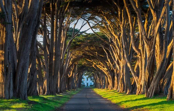 CA, USA, the tunnel, cypress, Point Reyes National Seashore