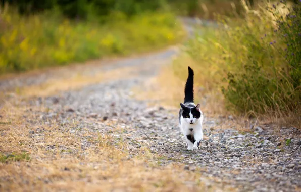 Cat, summer, grass, cat, look, nature, stones, black and white