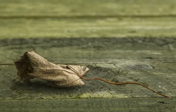 Sheet, fallen, bokeh