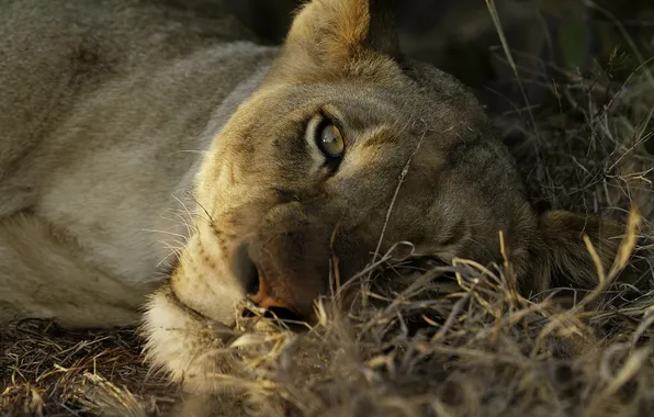 Look, Leo, lioness, resting