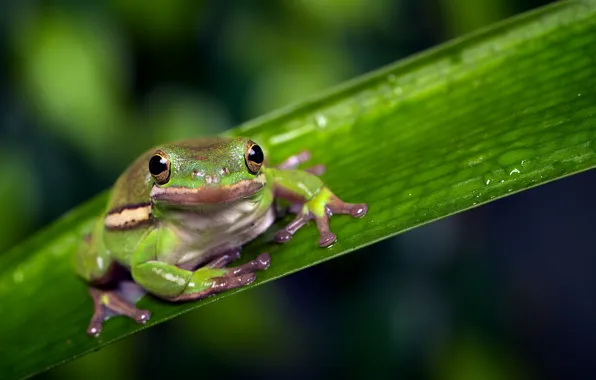 Macro, background, frog