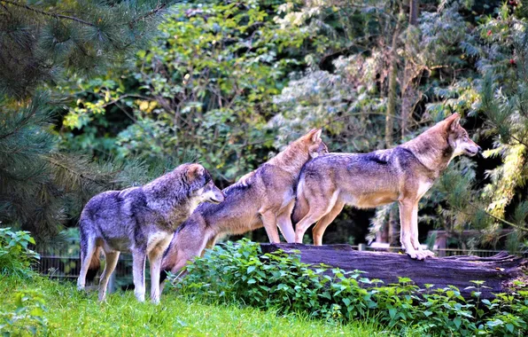 Picture nature, snow, predator, face, animal, wolf, wolves, wildlife