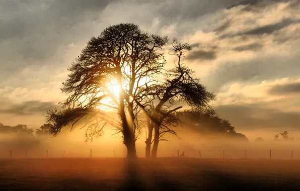 Picture the sun, rays, light, landscape, tree