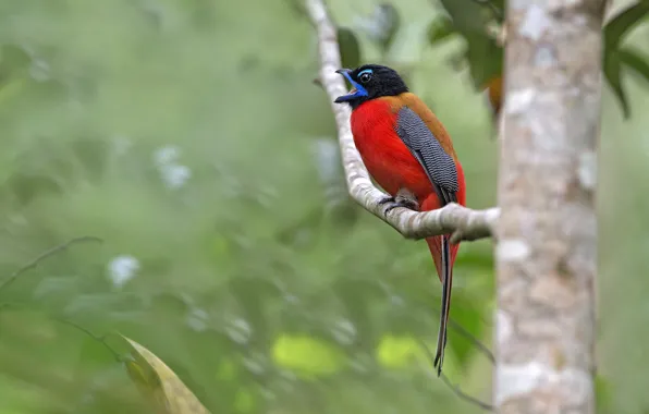 Picture forest, trees, branches, bird, wildlife, trogon